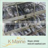 Whole Round Frozen Yellowfin Tuna Lot Number#kmw4004 thumbnail-1