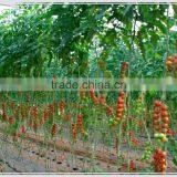Low Cost PEP Plastic Film Covering Tunnel Tomato Greenhouse thumbnail-2