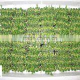 Spiral Lucky Bamboo High 40cm,45cm,50cm,60cm,70cm,80cm,90cm,1m thumbnail-3