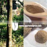 Agarwood Chips or Gaharu - Ingredient to Make High Quality Incense Powder thumbnail-1