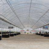 Economical Plastic Film Greenhouse for Tropical Area/Africa