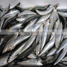 Good Quality Frozen Sardine Bait Tuna Fishing thumbnail-5
