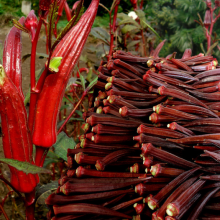 500pcs China Wholesale Hybrid Good Price Red Green Long Okra Seeds Okro Abelmoschus Esculentus Seed for Planting thumbnail-2