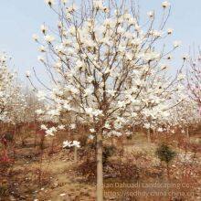 Magnolia Denudata Prices, Free Consultation, Base Quotation List thumbnail-1