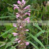 Herba Leonuri, Leonurus villosissimus , flower seeds , herb seed,vegetalbe seed,fruit seed,grass seed