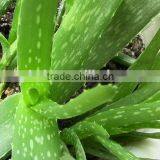 High Quality Aloe Juice Extractor Machine thumbnail-6