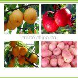 77-06-5 Agrochemical Plant Growth Regulator Gibberellic Acid GA3