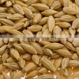 Whole grain barley