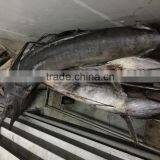 2016 New Coming Frozen Swordfish thumbnail-2