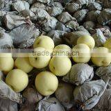 Asian Ya Pear Packed in 9kg 18kg Box for Sale thumbnail-6