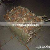 Dry Cassia Whole