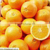 oragnic sweet fruit orange