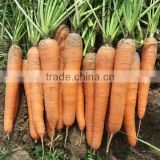 HCA08 Bianer 20 to 25cm in length,Op carrot seeds in vegetable seeds