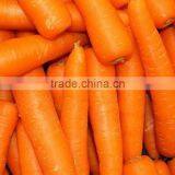 Red/Orange Carrot Seed Red Ginseng thumbnail-2