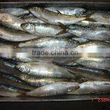Sardine Whole Round & HGT thumbnail-1