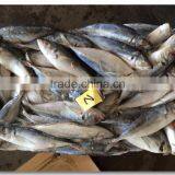 SEA FROZEN HORSE MACKEREL FISH WHOLE ROUND thumbnail-2