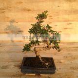 S Shape Small Indoor Bonsai Carmona Bonsai Tree (Fukien Tea) thumbnail-2