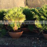 CHAMAEROPS HUMILIS VULCANO PALM TREE thumbnail-4