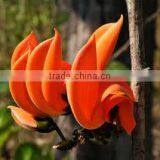 Butea Monosperma thumbnail-2