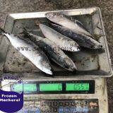 Scomber Japonicus Frozen Pacific Mackerel 200-300g,China Origin Frozen Mackerel Fish