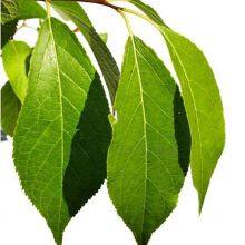 100% Pure Eucommia Extract Chlorogenic Acid Powder 5-98%（10% 25% 30% 50% 90%） (HPLC) thumbnail-5