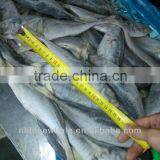 Frozen Horse Mackerel New Fresh Fish