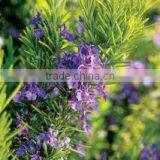 Rosemary Essential Oil