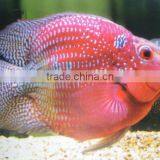 3d Lenticular Picture Printing