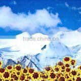 Top Quality China Herbs Anti-aging Herbal Tea Adjust High Blood Pressure Kunlun Mountain Chrysanthemum Dry Flower Tea thumbnail-5