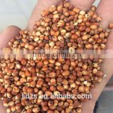 Argentine feed sorghum for sale