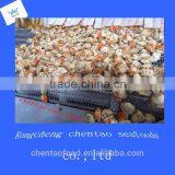 Shandong Frozen Fresh Scallops