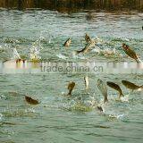 Electric Fish Feeder, Fish Farm Feeder, Fish Feed Throwing Machine thumbnail-6