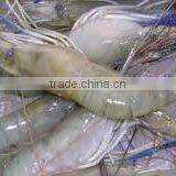 Fresh Water Prawns thumbnail-3