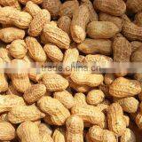 2013 Peanuts in Shell thumbnail-1