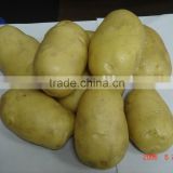 Quality Potato At Most Competitive Price