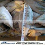 Sea Frozen Horse Mackerel Whole Round thumbnail-1