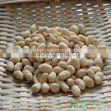 Bold Peanut Kernels Without Shell