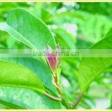 Broadleaf Holly Leaf Chinese Herb Medicines