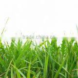 Chlorophyll/Chlorophyllin E140 thumbnail-1