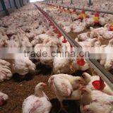 Chiken Feeding System Poultry Farm Production thumbnail-6