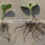 High Quality and Hot Sale Natural and Organic Brokers in China