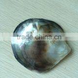 Polished Blacklip Mother of Pearl Shell thumbnail-1