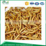 Freeze Dried Mealworms/Freeze Dried Tenebrio Molitors for Pets thumbnail-1