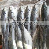 Whole Round Frozen Jack Mackerel thumbnail-5