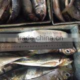 Hot Sale Frozen Horse Mackerel 200g-250g From China thumbnail-3