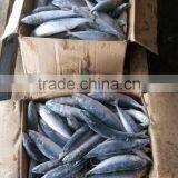 HGT Pacific Mackerel Fro Can Factory thumbnail-1