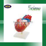 Medical Science School Heart Training Model Human Heart Model