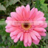 EU Standard Chrysanthemum Flower thumbnail-3