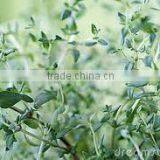 Thyme Oil (Thymus Vulgare) thumbnail-4