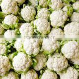 frozen IQF cauliflower best selling vegetables and fruits